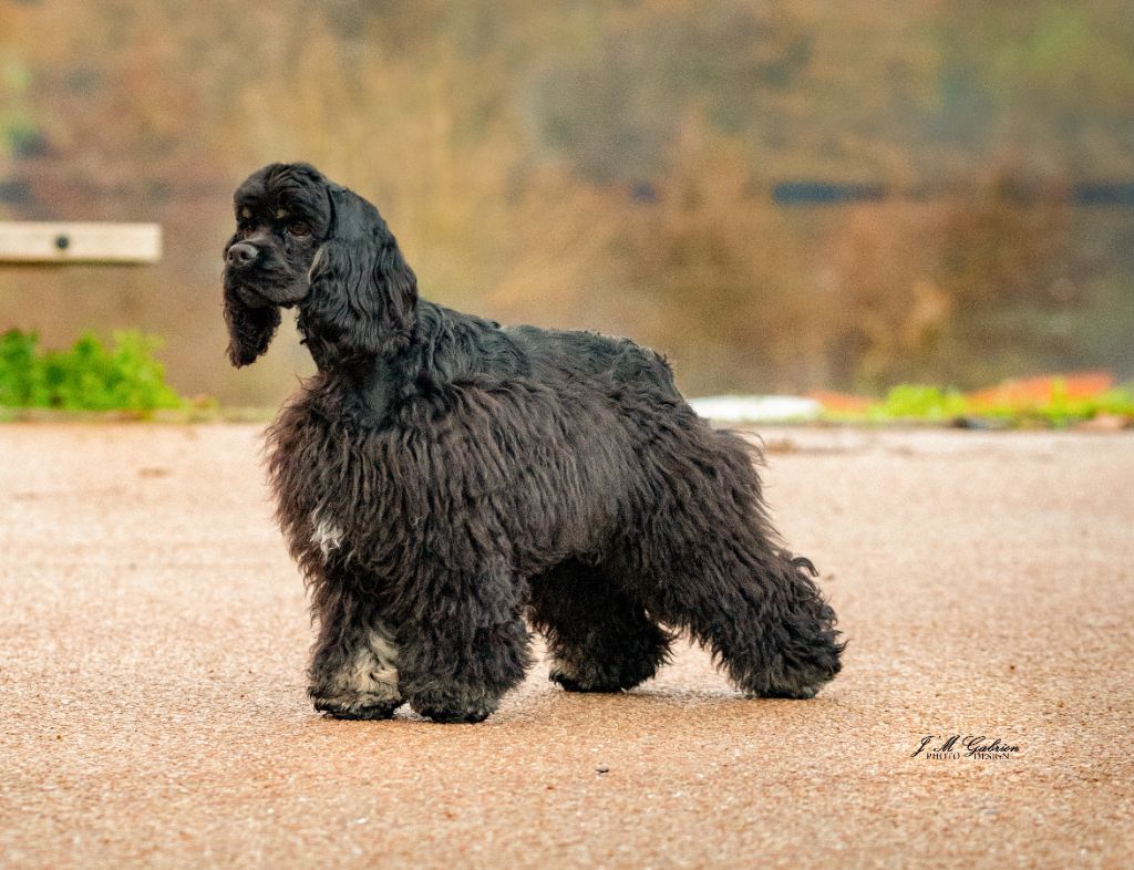 Ti amo des Ours de Peronne