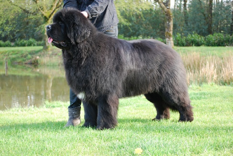 Gueule d'amour des Ours de Peronne