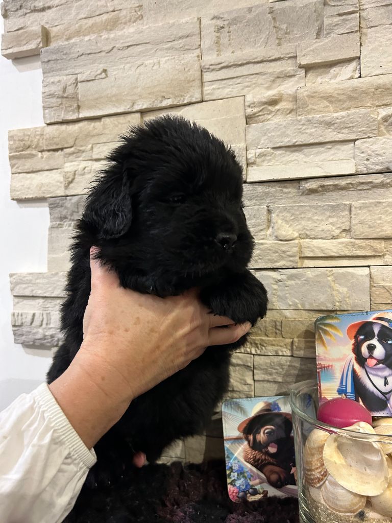 des Ours de Peronne - Chiot disponible  - Terre-neuve