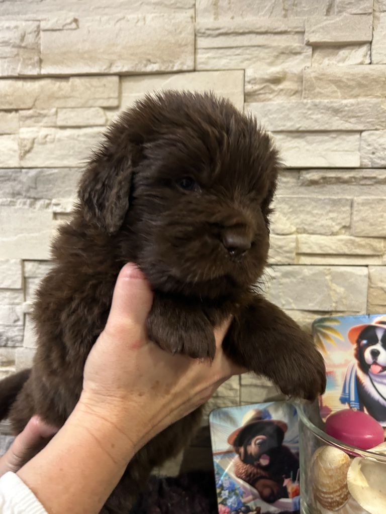 des Ours de Peronne - Chiot disponible  - Terre-neuve