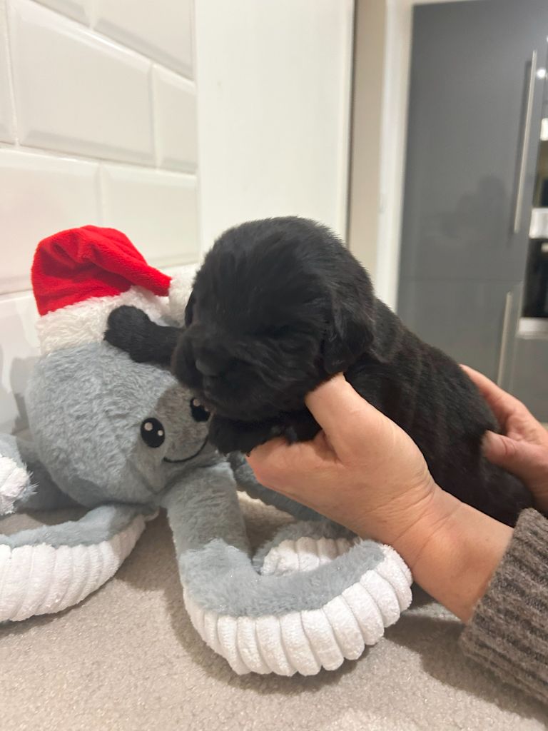 des Ours de Peronne - Chiot disponible  - Terre-neuve