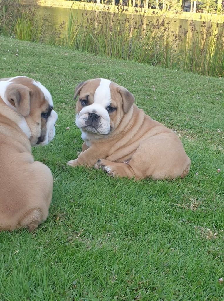 des Ours de Peronne - Bulldog Anglais - Portée née le 08/06/2021