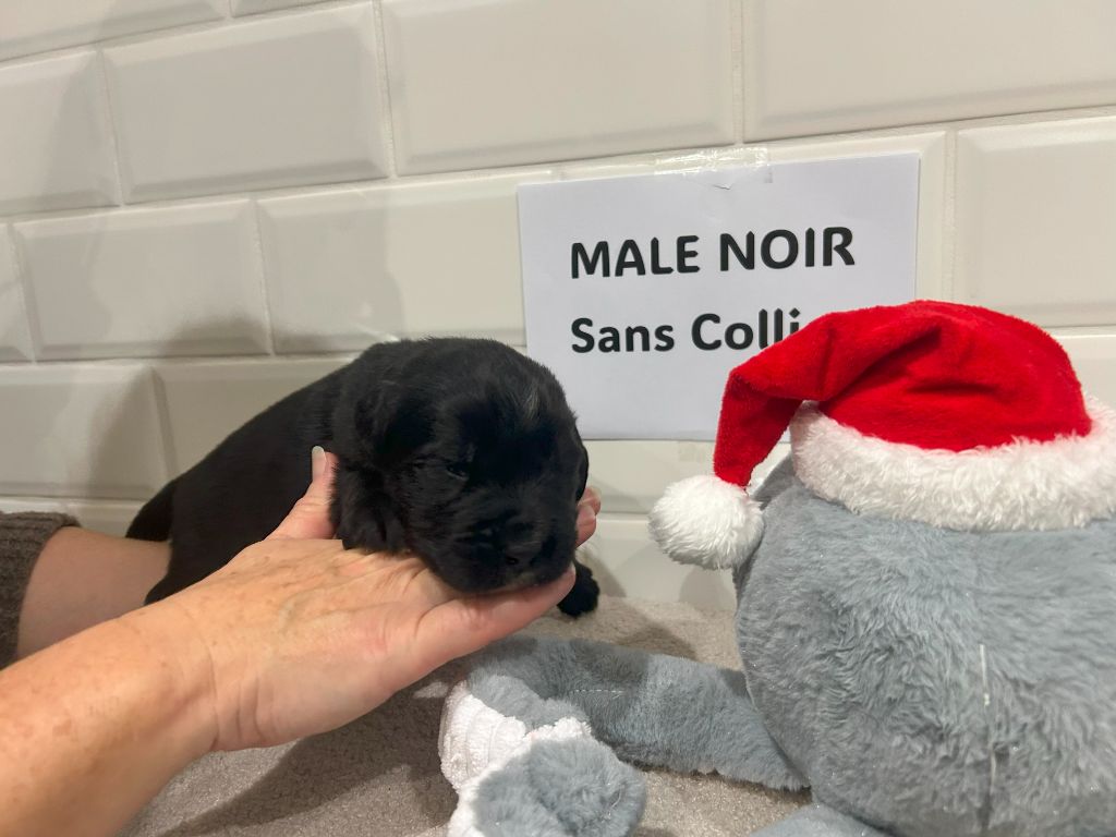 des Ours de Peronne - Chiot disponible  - Terre-neuve