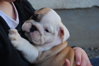 des Ours de Peronne - Bulldog Anglais - Portée née le 07/03/2013