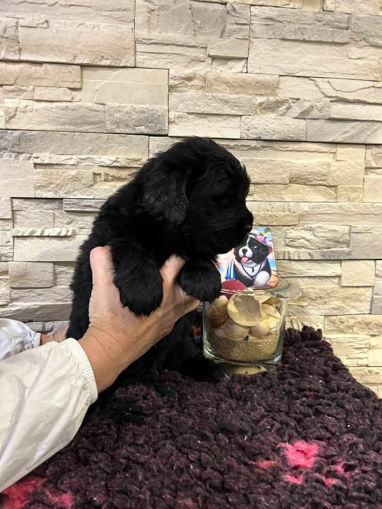 des Ours de Peronne - Chiot disponible  - Terre-neuve