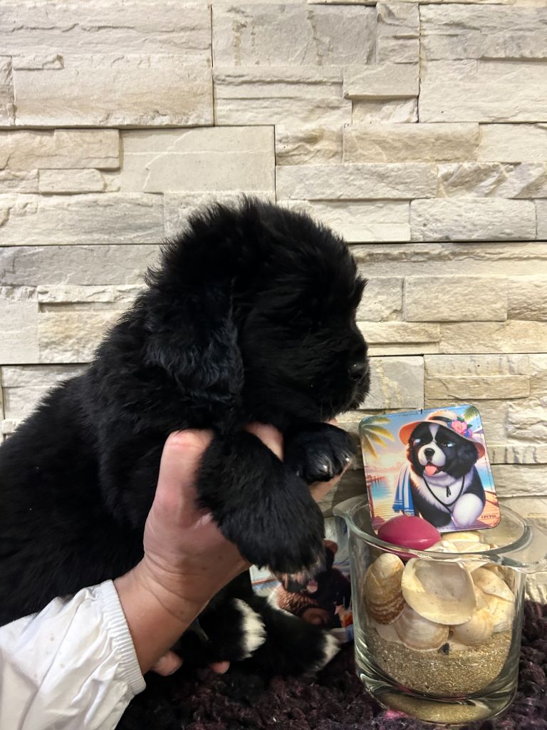 des Ours de Peronne - Chiot disponible  - Terre-neuve