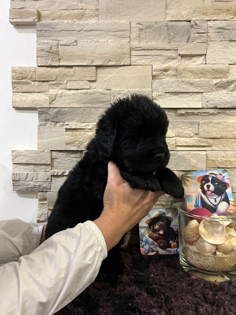 des Ours de Peronne - Chiot disponible  - Terre-neuve