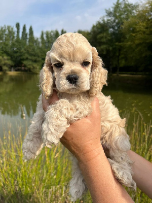 TEXAS - MALE Blond