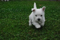 des Ours de Peronne - West Highland White Terrier - Portée née le 21/05/2016