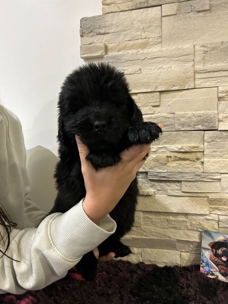 des Ours de Peronne - Chiot disponible  - Terre-neuve