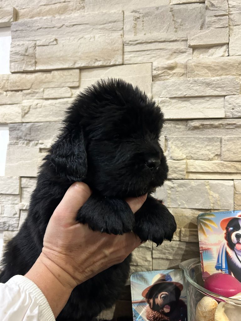 des Ours de Peronne - Chiot disponible  - Terre-neuve