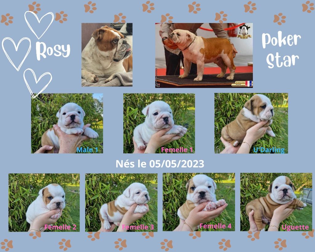 chiot Bulldog Anglais des Ours de Peronne