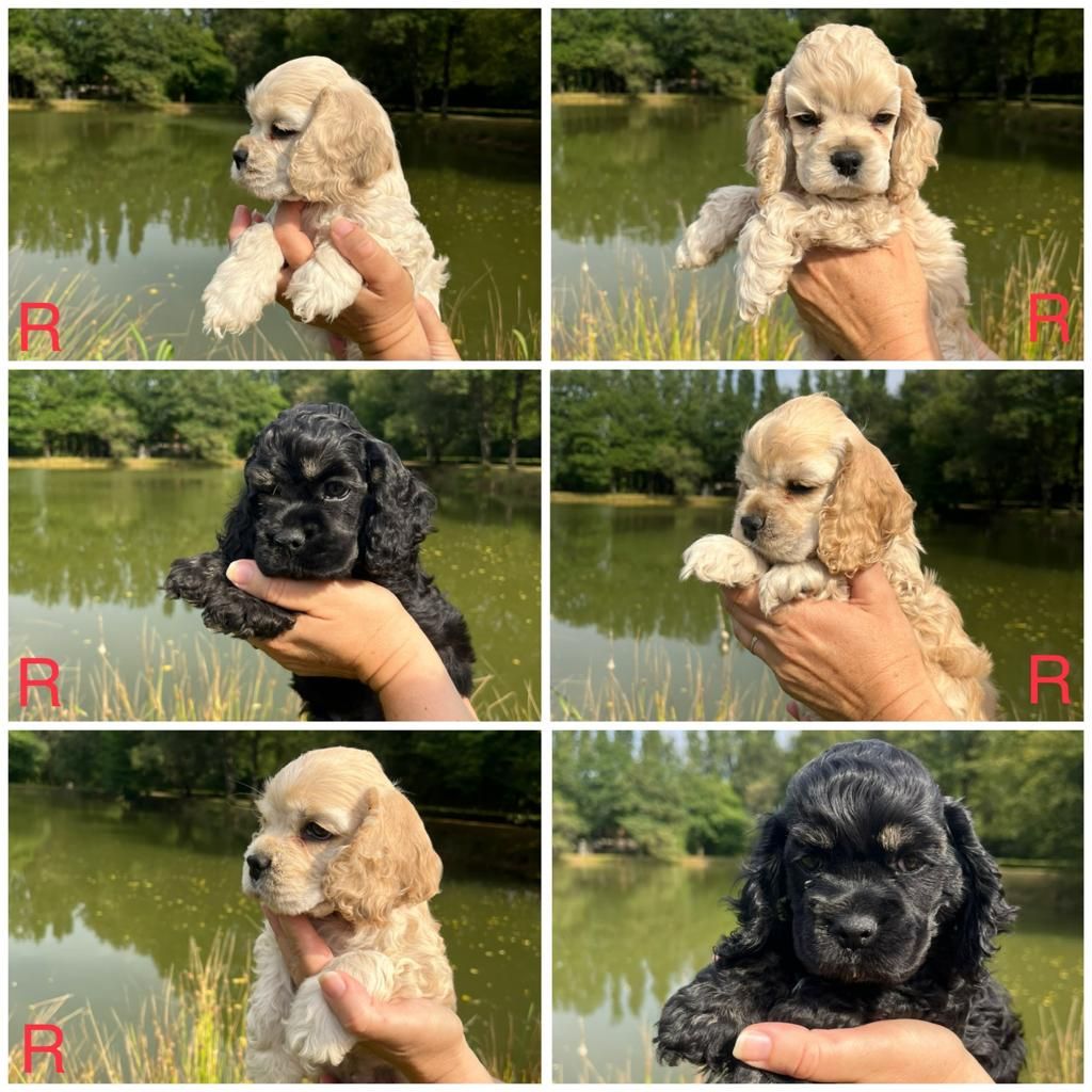 chiot American Cocker Spaniel des Ours de Peronne