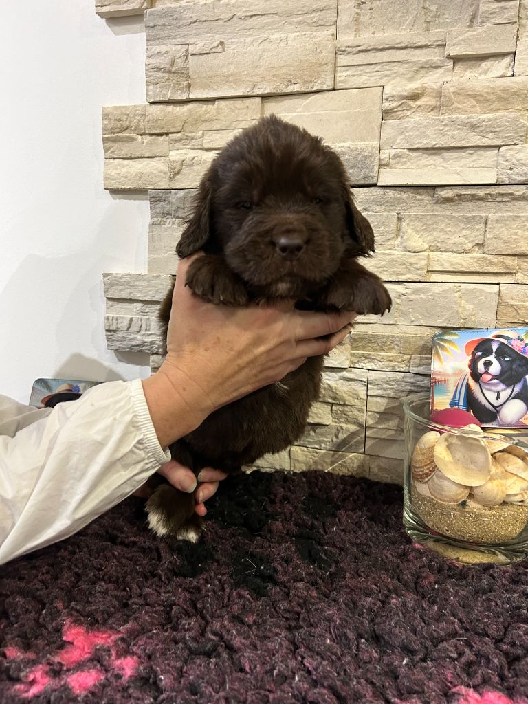 des Ours de Peronne - Chiot disponible  - Terre-neuve