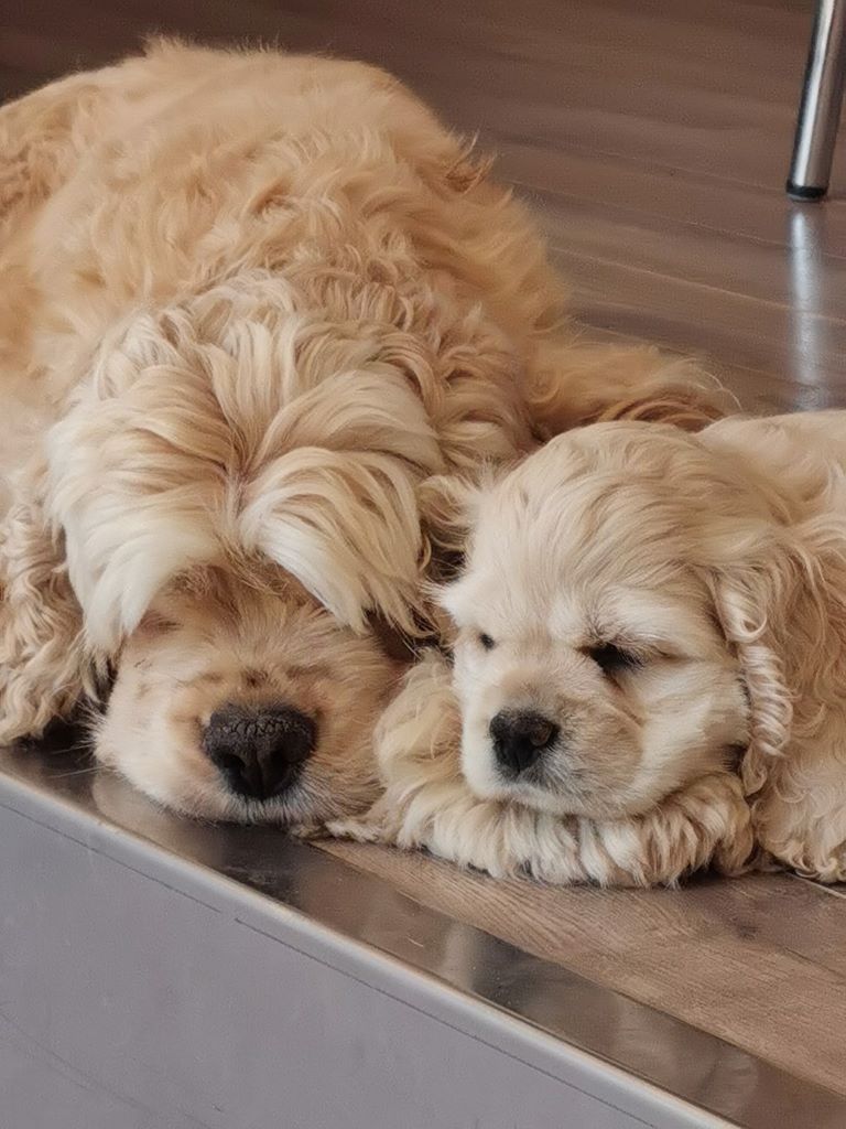 des Ours de Peronne - American Cocker Spaniel - Portée née le 17/03/2019