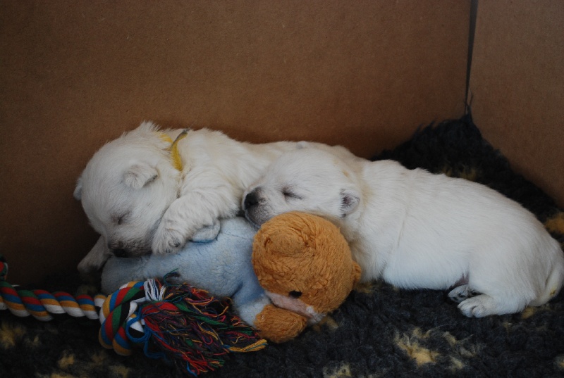 des Ours de Peronne - West Highland White Terrier - Portée née le 27/02/2015