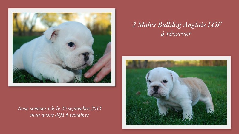 des Ours de Peronne - Bulldog Anglais - Portée née le 26/09/2015