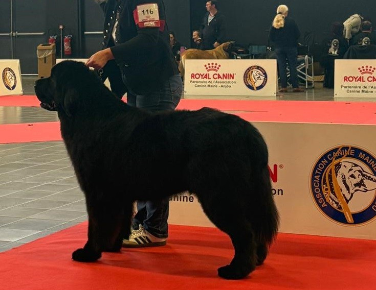 The Black Star Sapphires Under the bridge