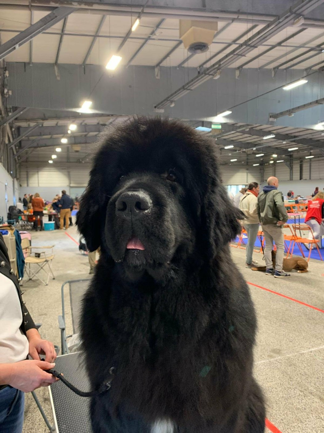 Uptown girl Des oursons du vent