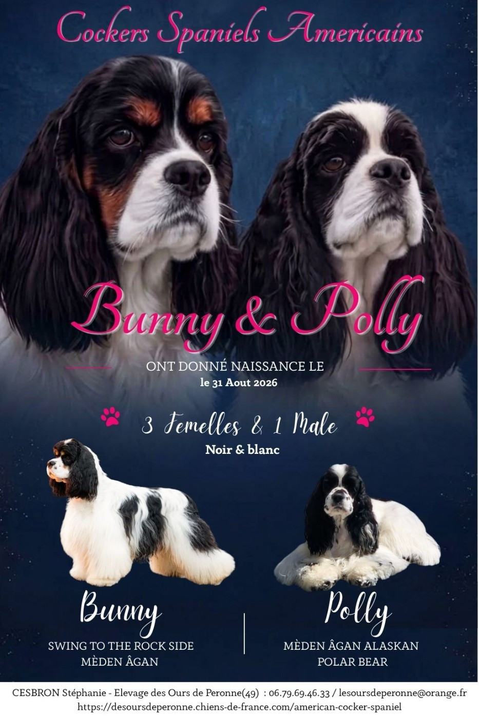 Bébés cocker américain nés