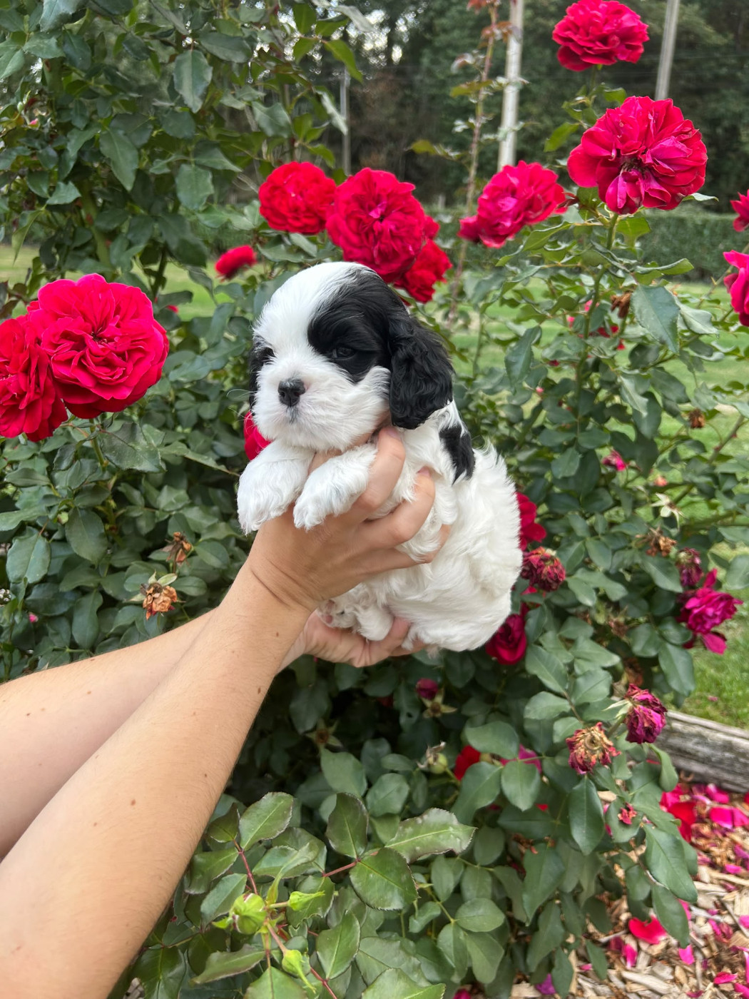 Bébés cocker américain nés