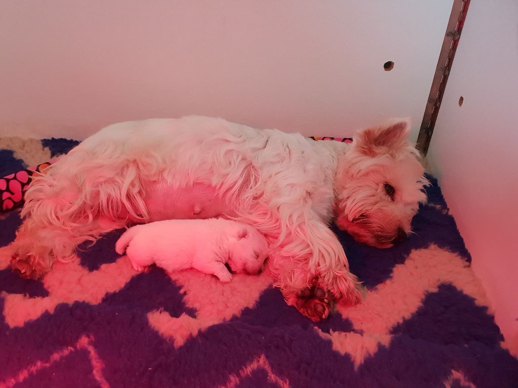 des Ours de Peronne - West Highland White Terrier - Portée née le 11/12/2018