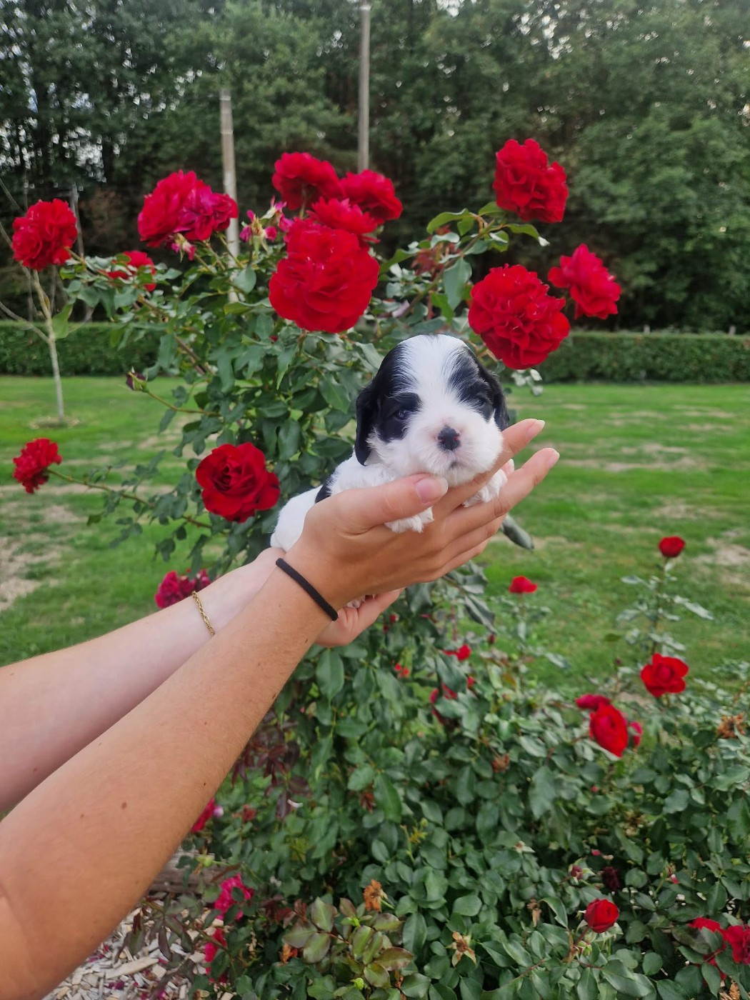 des Ours de Peronne - Chiots disponibles - American Cocker Spaniel