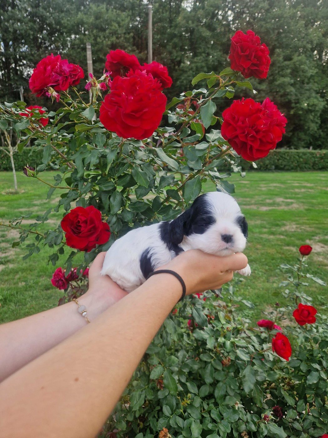 des Ours de Peronne - Chiots disponibles - American Cocker Spaniel