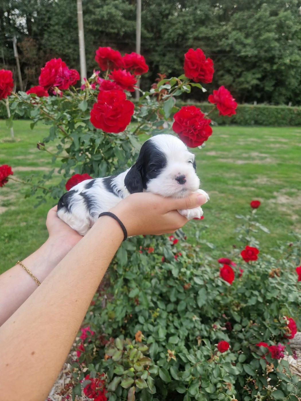 des Ours de Peronne - Chiots disponibles - American Cocker Spaniel