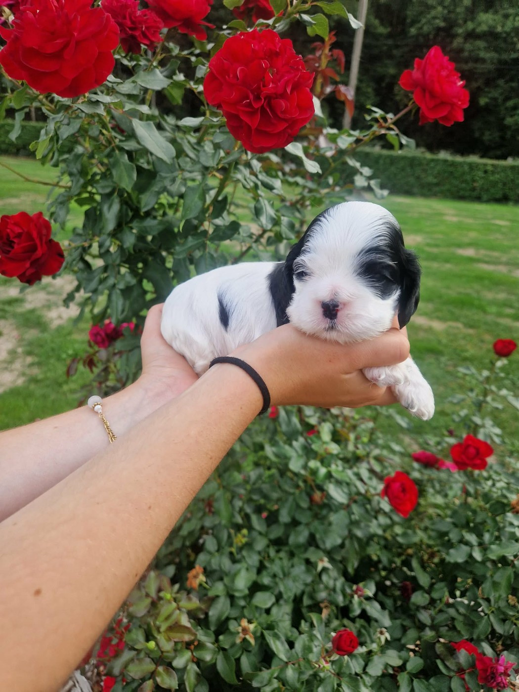 des Ours de Peronne - Chiots disponibles - American Cocker Spaniel