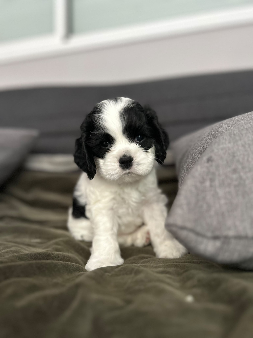des Ours de Peronne - Chiots disponibles - American Cocker Spaniel