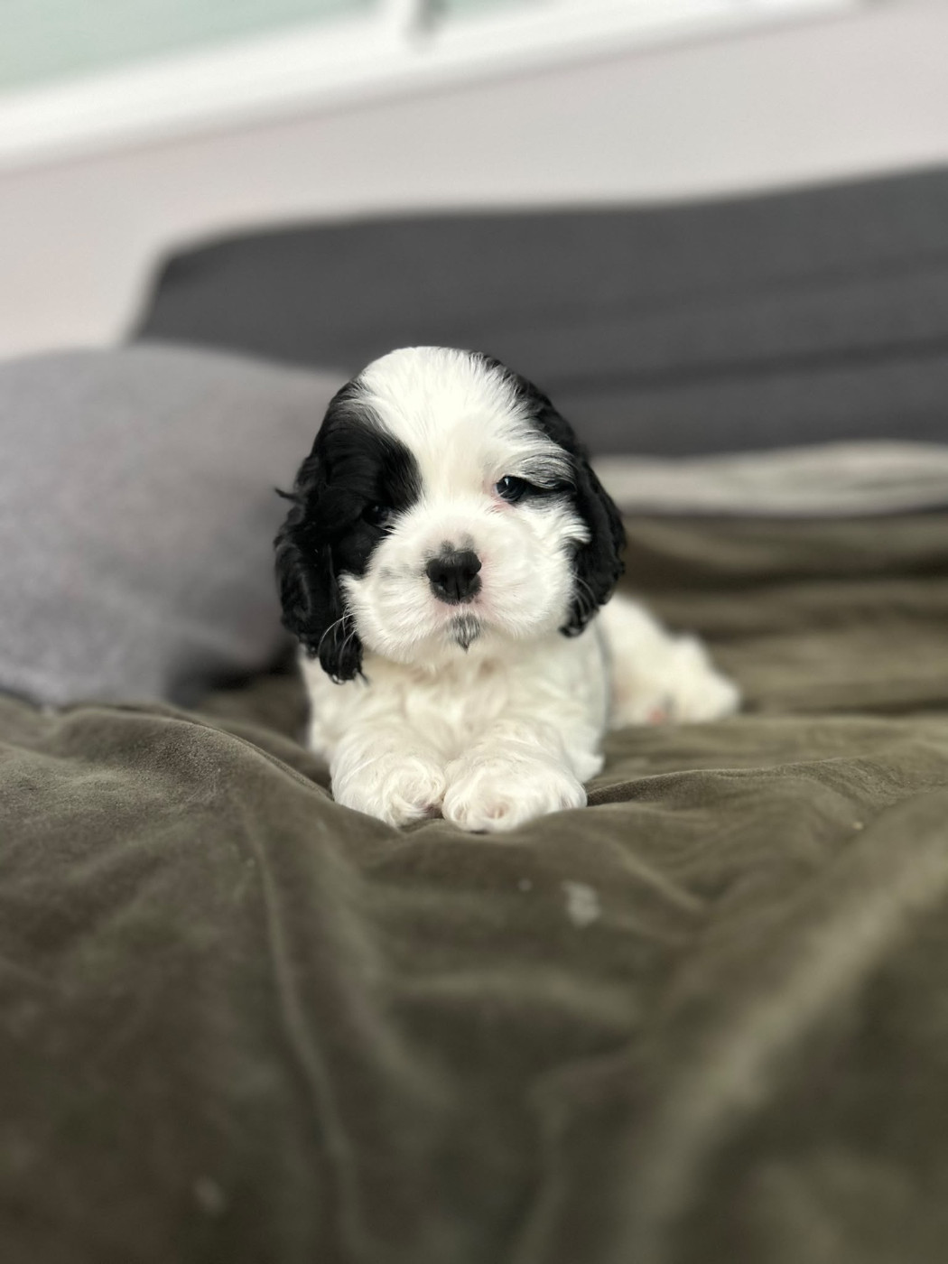 des Ours de Peronne - Chiots disponibles - American Cocker Spaniel