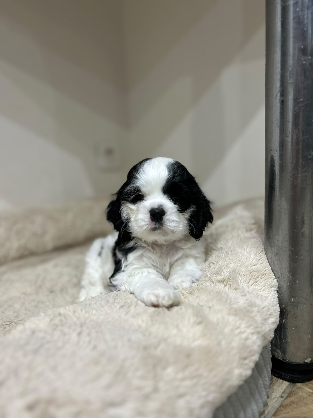 des Ours de Peronne - Chiots disponibles - American Cocker Spaniel