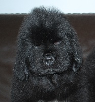 GAYLOR DES OURS DE PERONNE